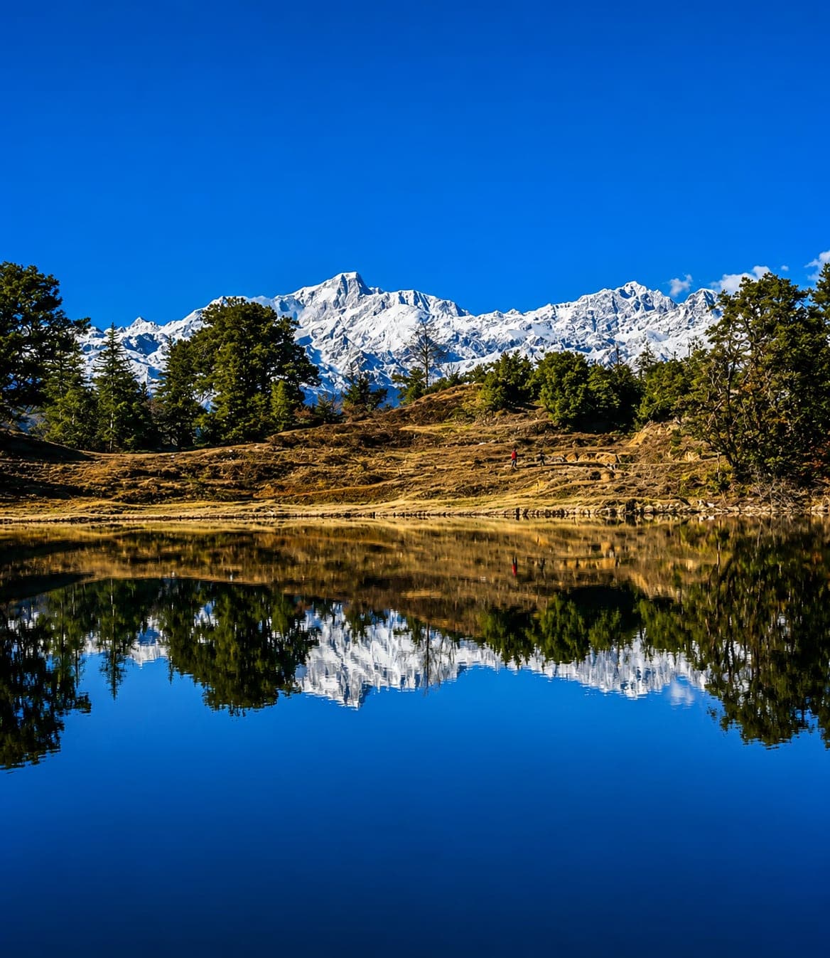 Meadows near Chopta with the Himalayan range in the background