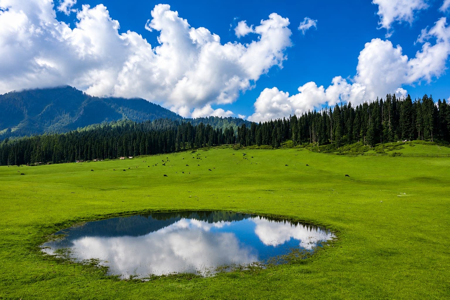 Green meadows of Doodhpathri with grazing livestock near Srinagar