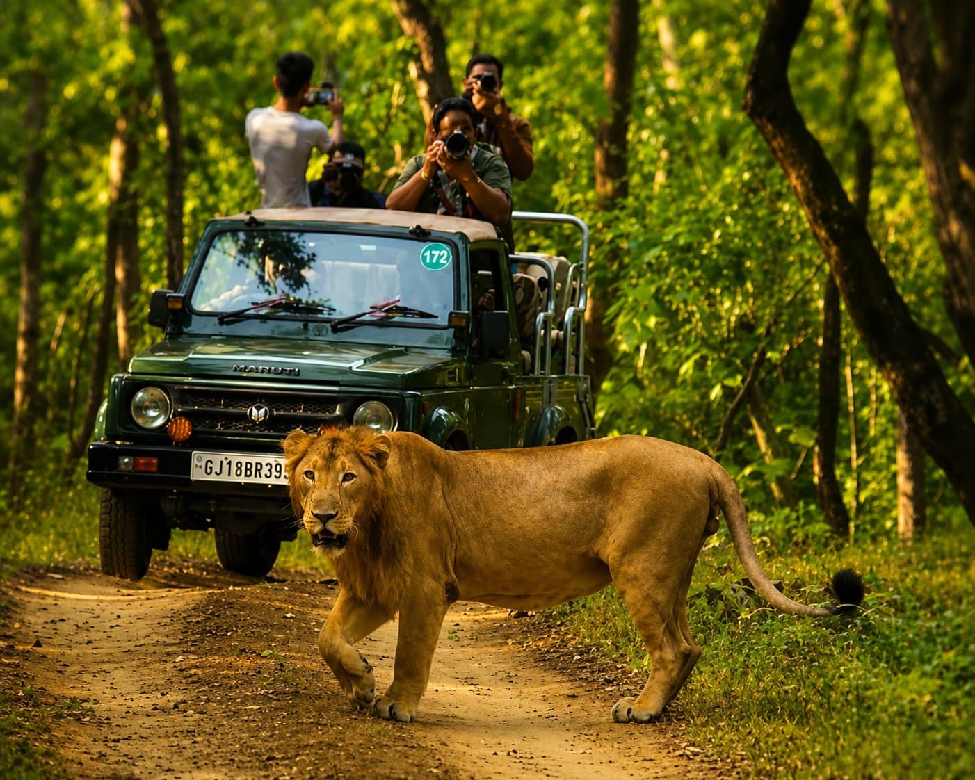 An Asiatic lion crossing the road in front of a safari jeep at Gir National Park