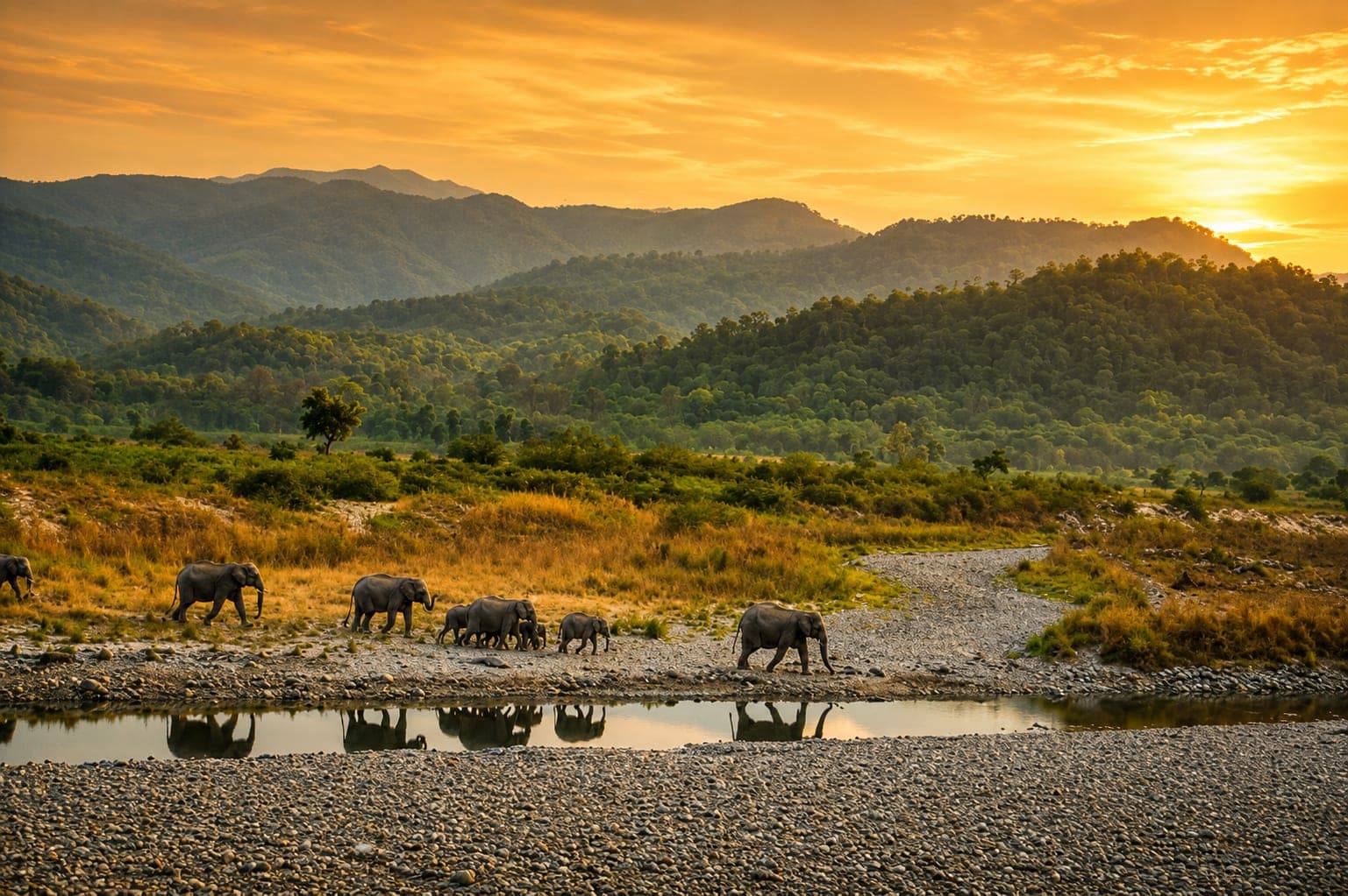 A wild elephant herd crossing a riverbed at sunset in Jim Corbett
