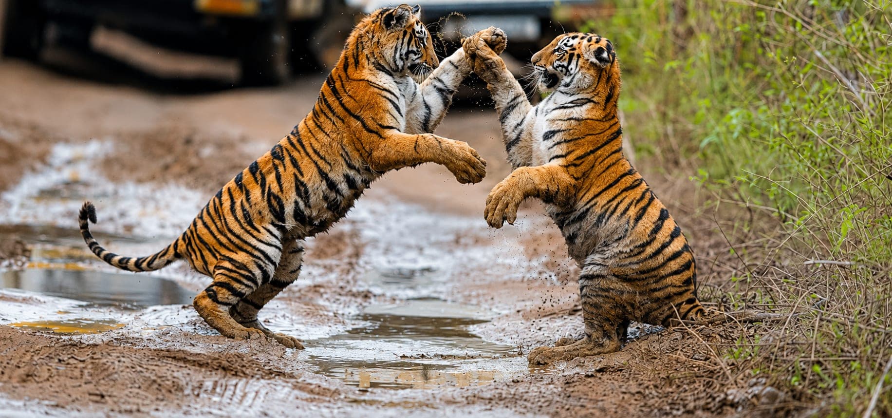 Two tiger cubs play-fighting on a forest track in Jim Corbett