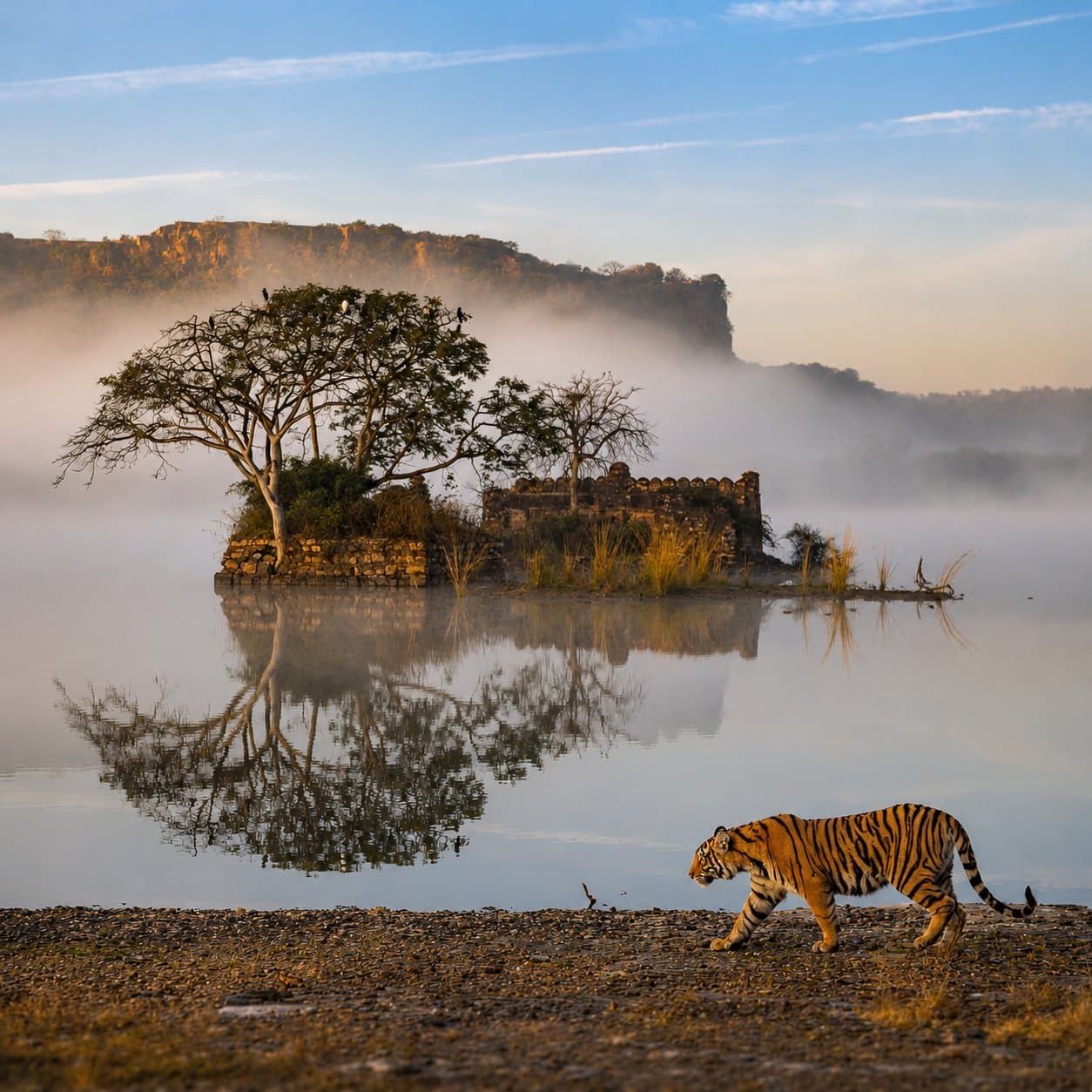 A tiger walking past ruined chhatris on the lakeshore in Ranthambore National Park
