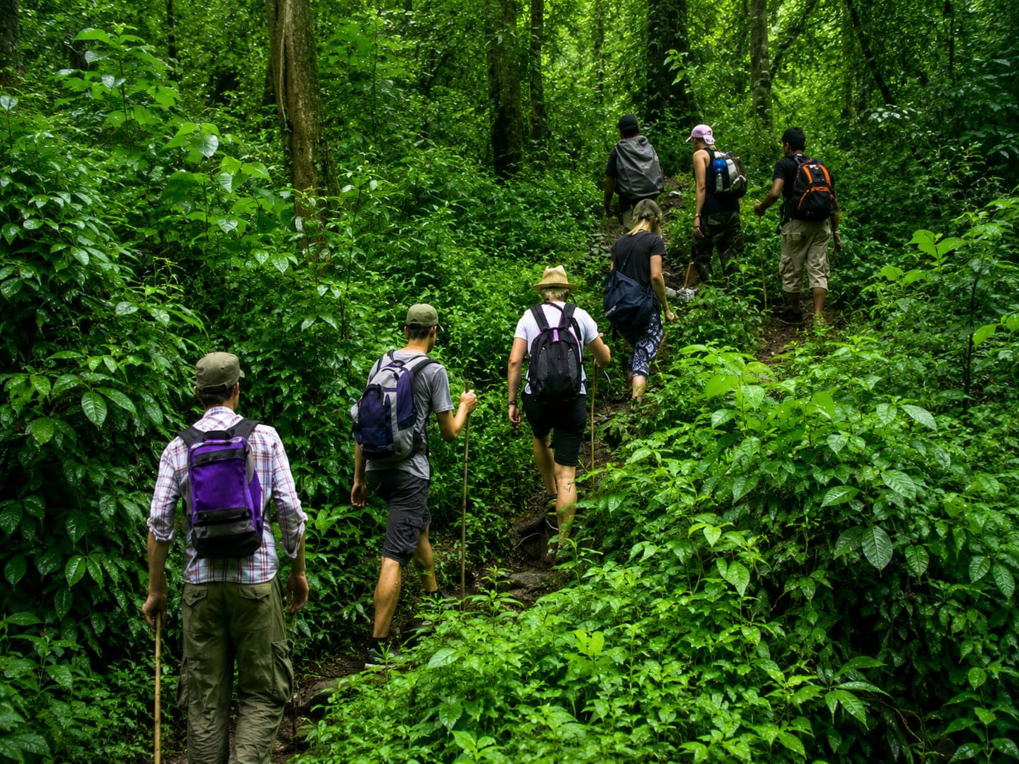 A guided group nature walk through forest near Mukteshwar